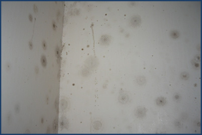mold removal wisconsin