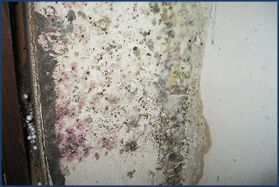 mold remediation wisconsin